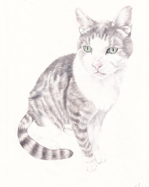 Cartia - Portrait of Rodney
