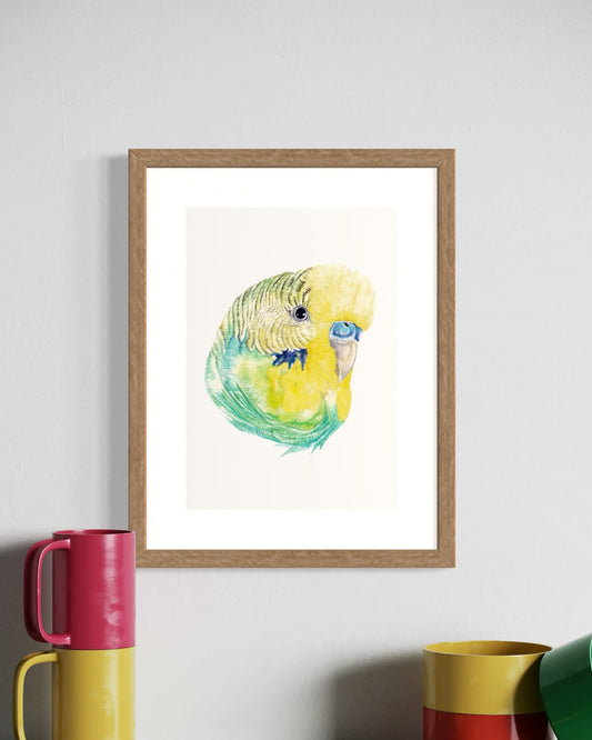 Axel the Budgie Print